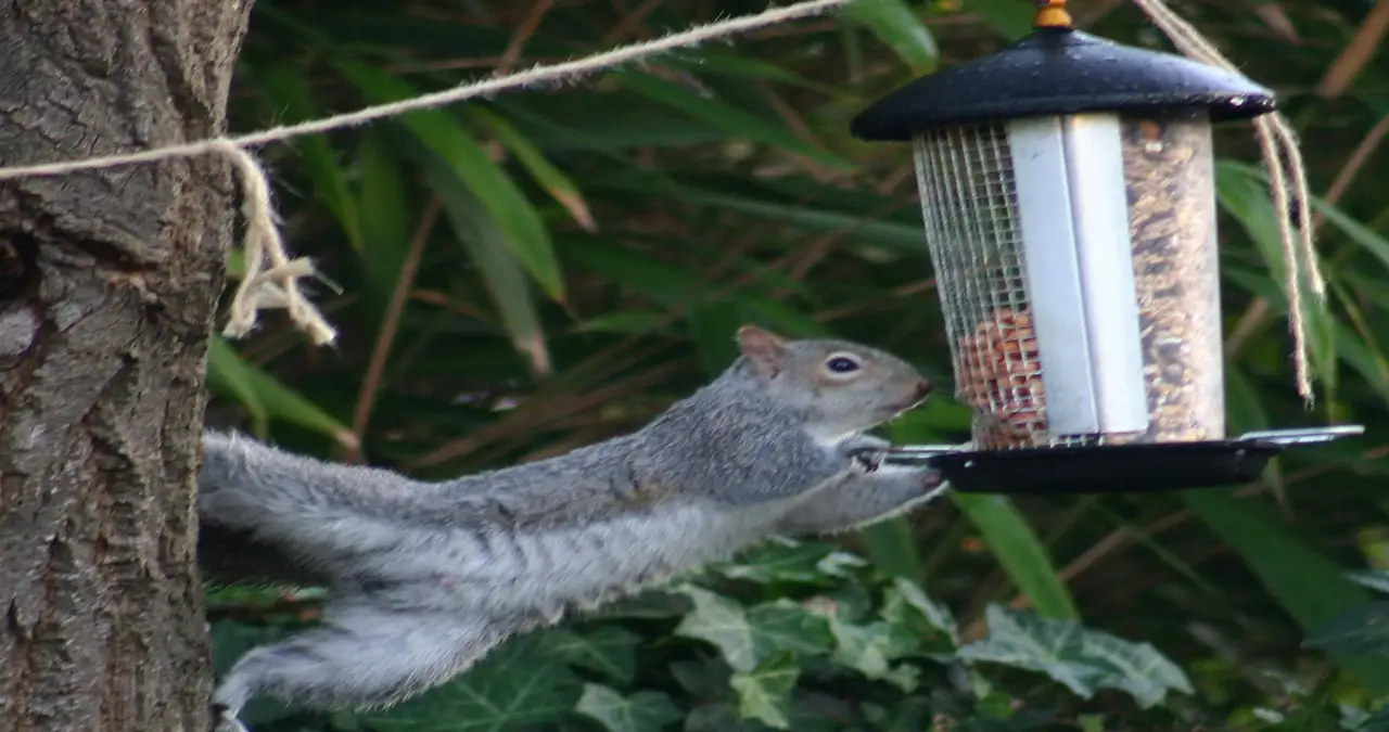 The Ultimate Guide to Choosing a Squirrel Proof Bird Feeder