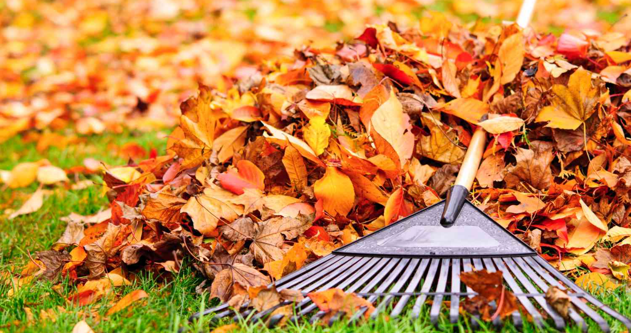 Yard Clean Up