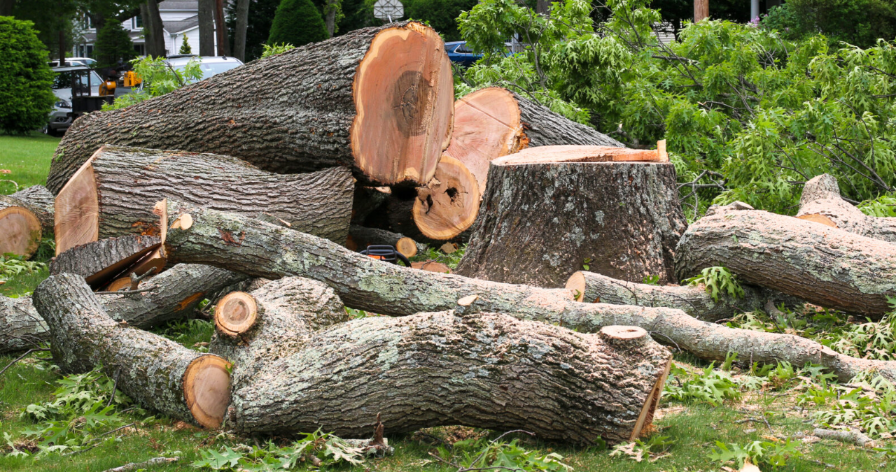 Tree Removal Cost