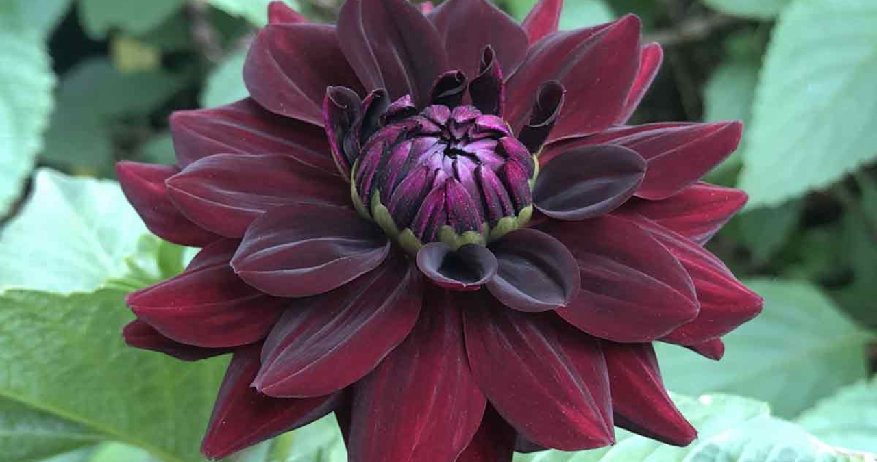 Black Dahlia Flower