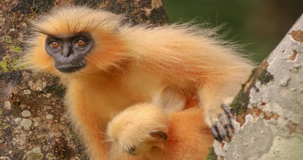 Golden Langur