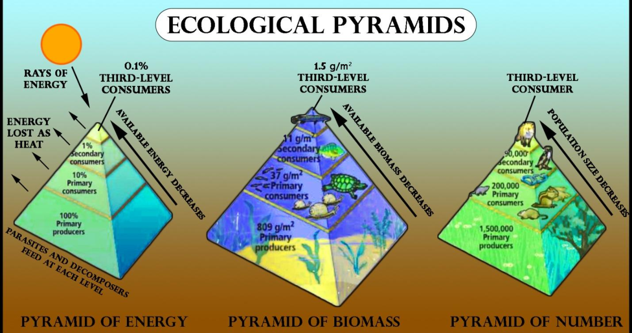 Energy Pyramid