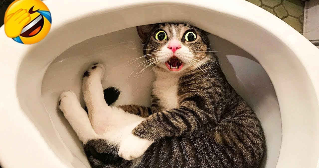 Funny Cat Videos