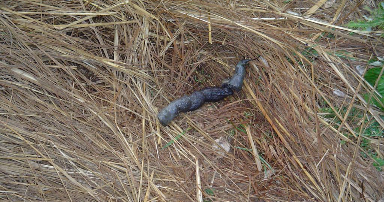 Coyote Poop